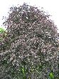 2006-0605-1619-00.jpg